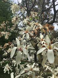 Attēlu rezultāti vaicājumam “Magnolia cylindrica”