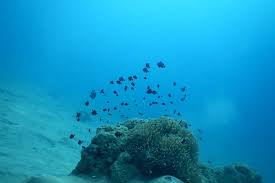 Image result for 3D Diving Club