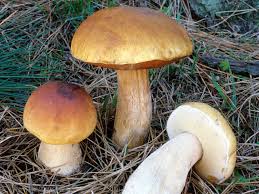 Attēlu rezultāti vaicājumam “Boletus edulis”