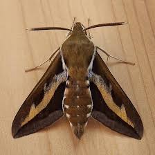 Attēlu rezultāti vaicājumam “Hyles gallii”