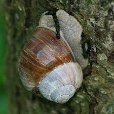 Attēlu rezultāti vaicājumam “Helix pomatia”