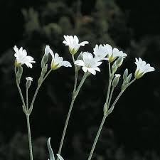 Attēlu rezultāti vaicājumam “Cerastium sylvaticum”