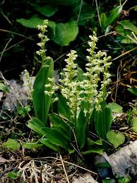 Attēlu rezultāti vaicājumam “Platanthera bifolia leaf”