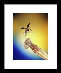 Attēlu rezultāti vaicājumam “Phyllotreta sp.”