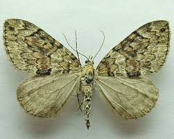 Attēlu rezultāti vaicājumam “Thera variata”