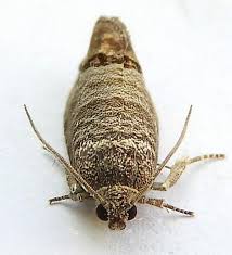 Attēlu rezultāti vaicājumam “Cydia pomonella”