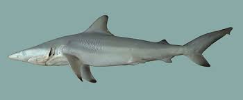 Image result for Carcharhinus