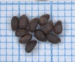 Attēlu rezultāti vaicājumam “Stachys palustris fruit”