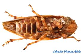 Attēlu rezultāti vaicājumam “Aphrophoridae”