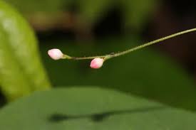 Attēlu rezultāti vaicājumam “Polygonum aviculare leaf”