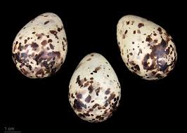 Attēlu rezultāti vaicājumam “Gallinago gallinago eggs”