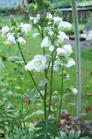 Image result for Polemonium coeruleum album