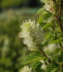 Attēlu rezultāti vaicājumam “Fothergilla major”