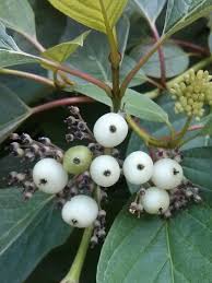 Attēlu rezultāti vaicājumam “Cornus sericea fruit”