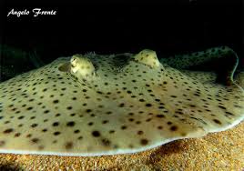 Image result for Raja brachyura