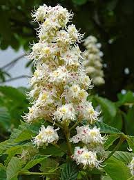 Attēlu rezultāti vaicājumam “Aesculus hippocastanum”