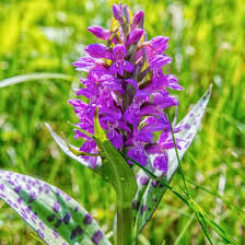 Attēlu rezultāti vaicājumam “Dactylorhiza majalis subsp. baltica flower”