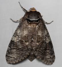 Attēlu rezultāti vaicājumam “Lamellocossus terebra”