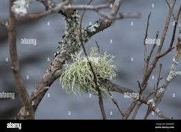 Attēlu rezultāti vaicājumam “Evernia mesomorpha”