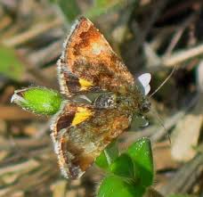 Attēlu rezultāti vaicājumam “Panemeria tenebrata”