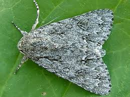 Attēlu rezultāti vaicājumam “Acronicta aceris larva”