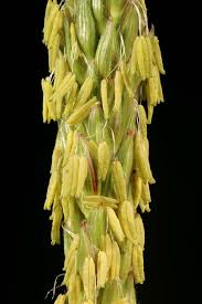 Attēlu rezultāti vaicājumam “Zea mays male flower”