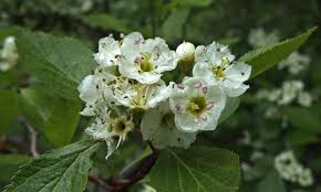 Attēlu rezultāti vaicājumam “Crataegus”