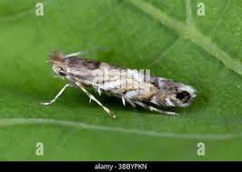 Attēlu rezultāti vaicājumam “Gracillariidae”