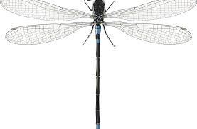 Attēlu rezultāti vaicājumam “Coenagrion armatum”