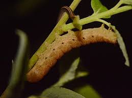 Attēlu rezultāti vaicājumam “Noctua fimbriata larva”