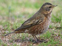 Image result for Turdus naumanni