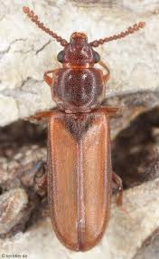 Attēlu rezultāti vaicājumam “Cucujidae”