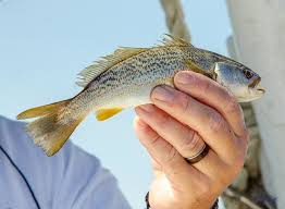 Image result for Cynoscion regalis