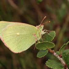 Attēlu rezultāti vaicājumam “Colias palaeno”