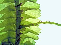 Attēlu rezultāti vaicājumam “Bazzania trilobata”