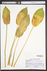 Attēlu rezultāti vaicājumam “Alismataceae”