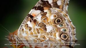 Attēlu rezultāti vaicājumam “Vanessa cardui underside”