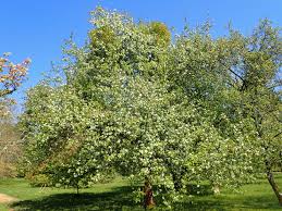 Attēlu rezultāti vaicājumam “Malus mandshurica”