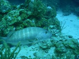 Image result for Lutjanus cyanopterus