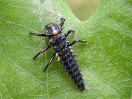 Attēlu rezultāti vaicājumam “Anatis ocellata”