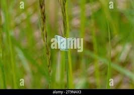 Attēlu rezultāti vaicājumam “Chlorissa viridata”