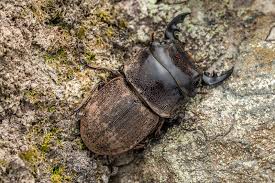 Attēlu rezultāti vaicājumam “Lucanidae”