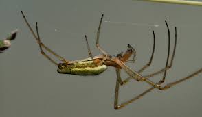 Attēlu rezultāti vaicājumam “Tetragnatha extensa”