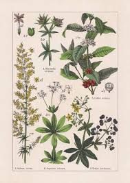 Attēlu rezultāti vaicājumam “Galium verum bud”