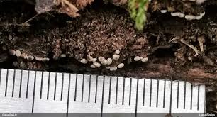 Attēlu rezultāti vaicājumam “Diderma subviridifuscum var. macrospora* spores”