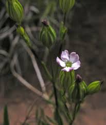 Attēlu rezultāti vaicājumam “Silene chlorantha”