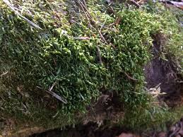 Attēlu rezultāti vaicājumam “Homalia trichomanoides”