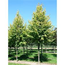 Attēlu rezultāti vaicājumam “Tilia x vulgaris”