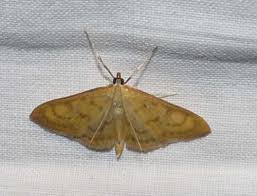 Attēlu rezultāti vaicājumam “Paratalanta hyalinalis”