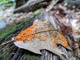 Attēlu rezultāti vaicājumam “Leocarpus fragilis macro”